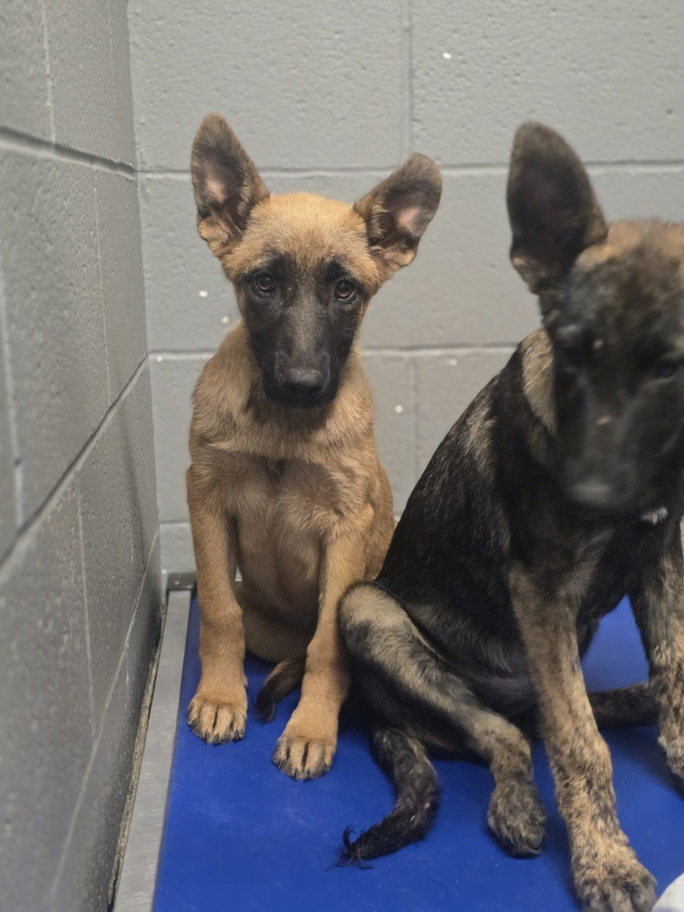 Mia, an adoptable Belgian Shepherd / Malinois in Albuquerque, NM, 87120 | Photo Image 2