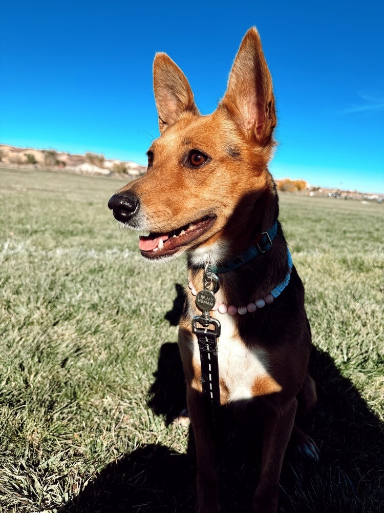 Sugar, an adoptable Australian Shepherd in Albuquerque, NM, 87120 | Photo Image 1