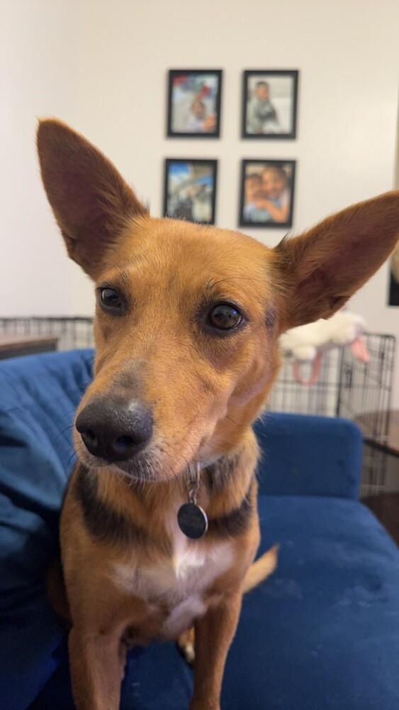 Sugar, an adoptable Australian Shepherd in Albuquerque, NM, 87120 | Photo Image 2