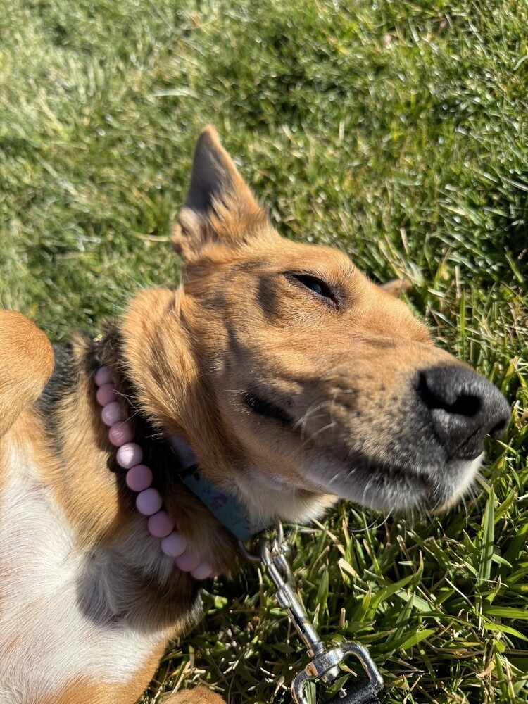 Sugar, an adoptable Australian Shepherd in Albuquerque, NM, 87120 | Photo Image 3