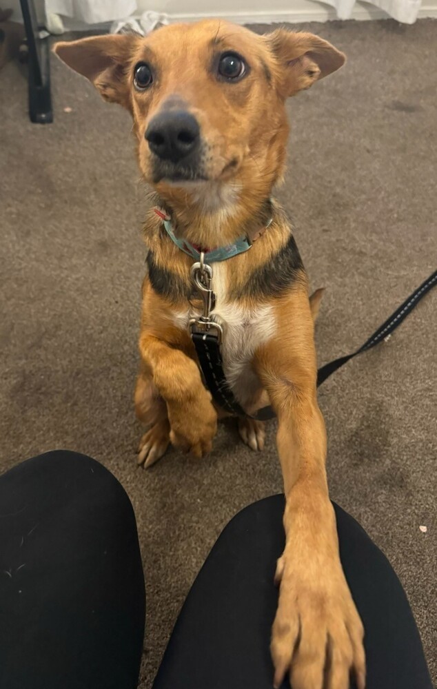 Sugar, an adoptable Australian Shepherd in Albuquerque, NM, 87120 | Photo Image 4