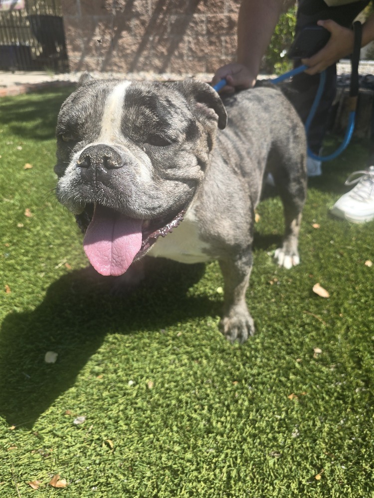 Eloise, an adoptable English Bulldog in Albuquerque, NM, 87120 | Photo Image 1