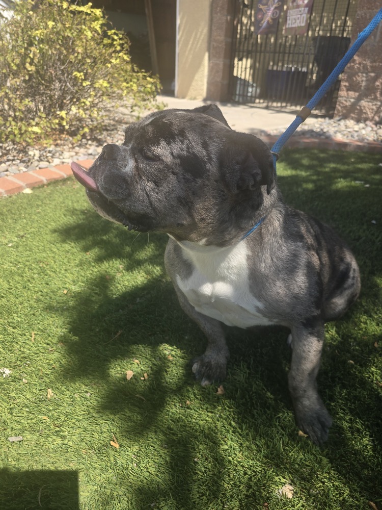 Eloise, an adoptable English Bulldog in Albuquerque, NM, 87120 | Photo Image 3