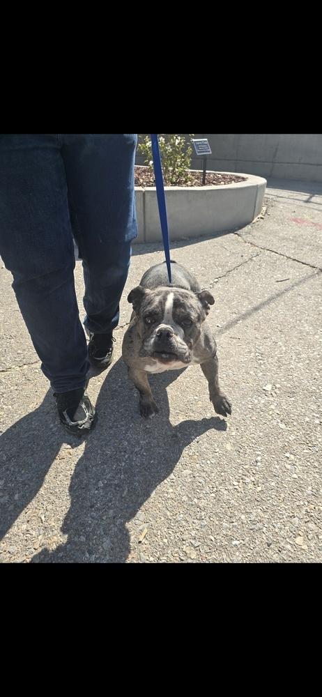 Eloise, an adoptable English Bulldog in Albuquerque, NM, 87120 | Photo Image 6