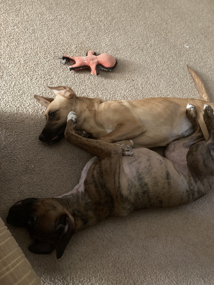 Kona, an adoptable Labrador Retriever, Hound in Albuquerque, NM, 87120 | Photo Image 6