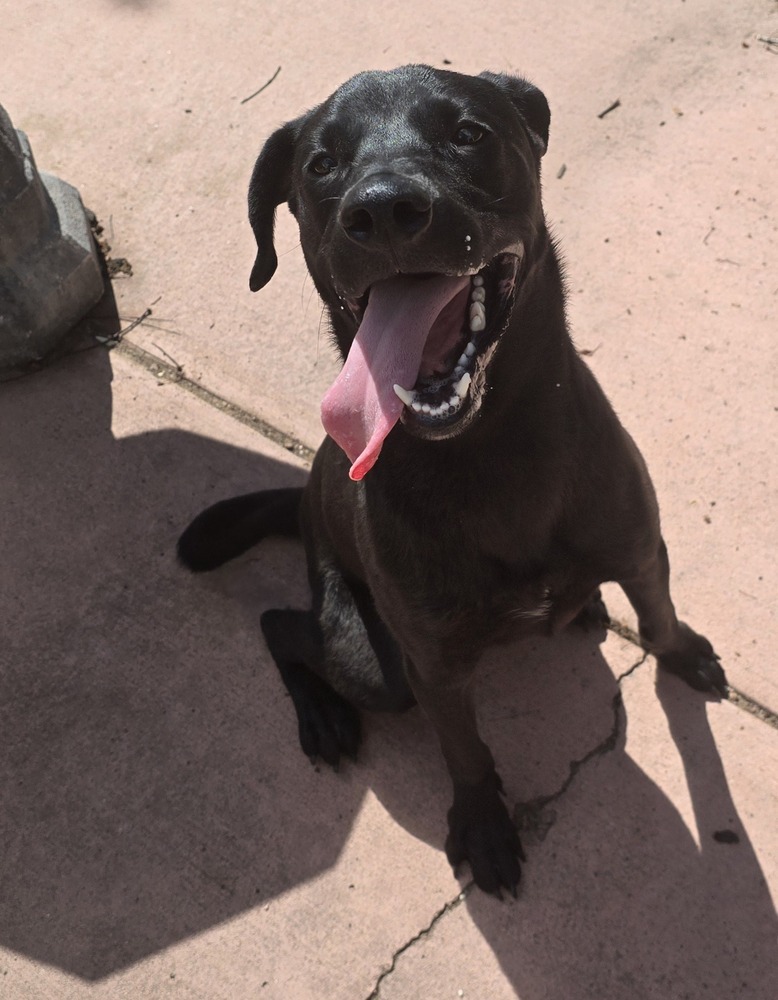 Peanut, an adoptable Labrador Retriever in Albuquerque, NM, 87120 | Photo Image 1