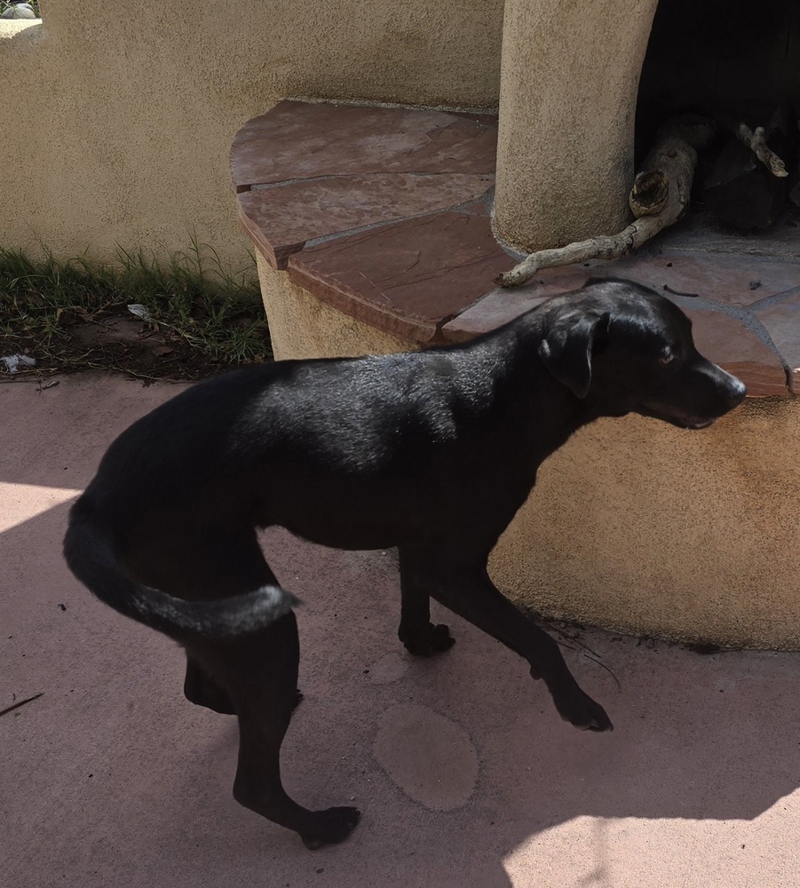 Peanut, an adoptable Labrador Retriever in Albuquerque, NM, 87120 | Photo Image 2