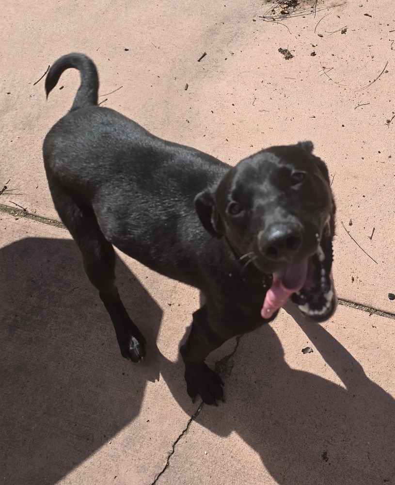 Peanut, an adoptable Labrador Retriever in Albuquerque, NM, 87120 | Photo Image 3