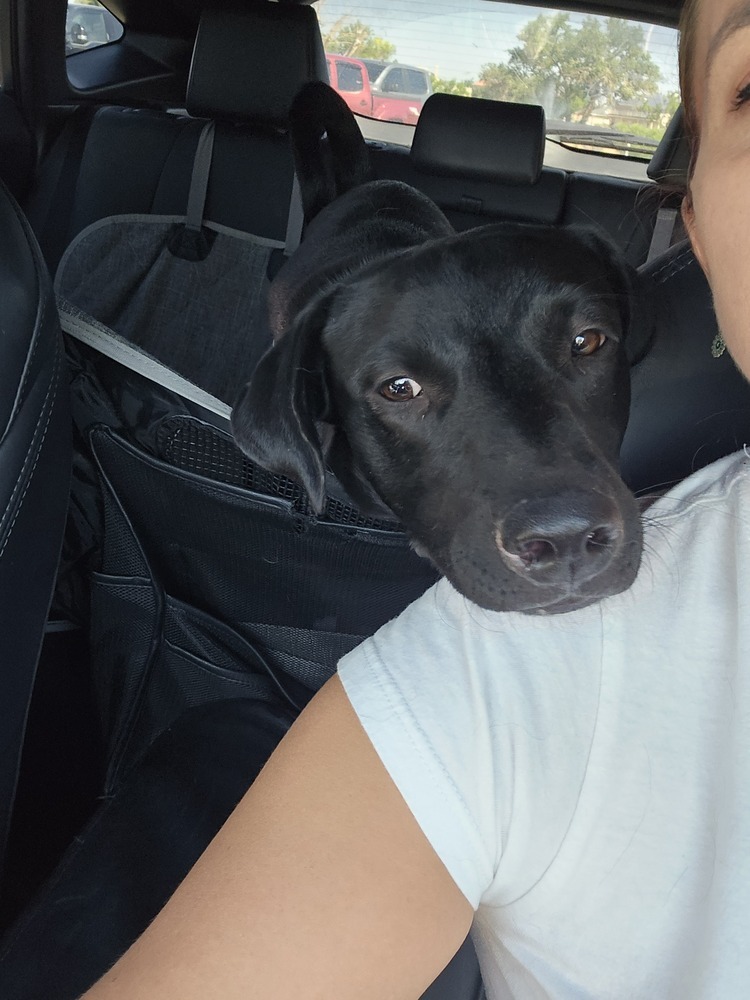 Peanut, an adoptable Labrador Retriever in Albuquerque, NM, 87120 | Photo Image 4