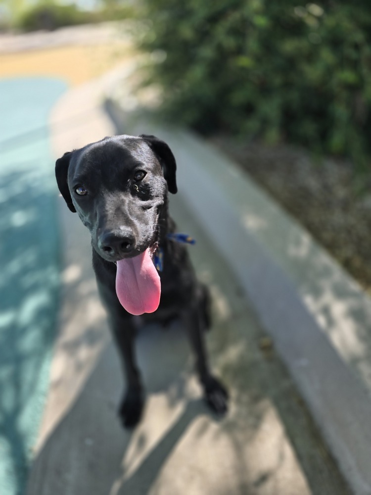 Peanut, an adoptable Labrador Retriever in Albuquerque, NM, 87120 | Photo Image 5