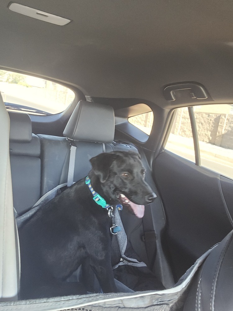 Peanut, an adoptable Labrador Retriever in Albuquerque, NM, 87120 | Photo Image 6