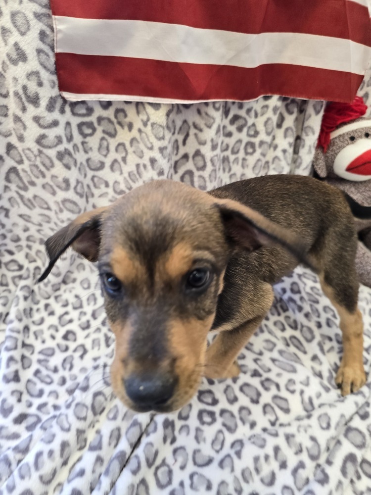 Annie, an adoptable Australian Cattle Dog / Blue Heeler, Hound in Albuquerque, NM, 87120 | Photo Image 1