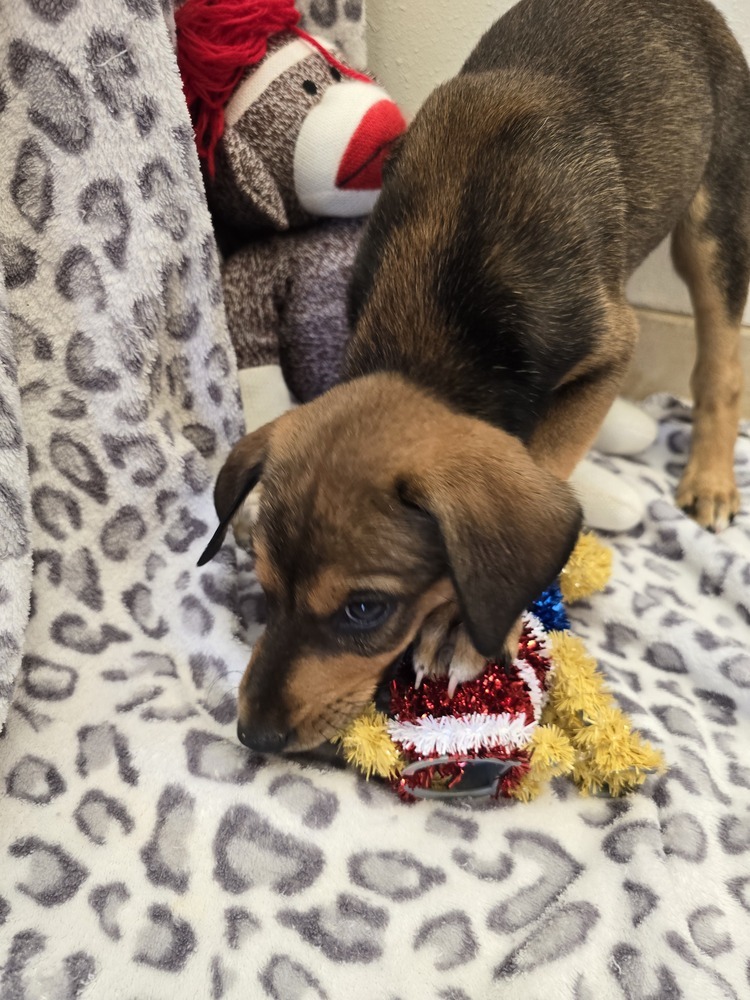 Annie, an adoptable Australian Cattle Dog / Blue Heeler, Hound in Albuquerque, NM, 87120 | Photo Image 4
