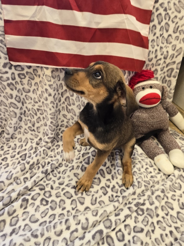 Annie, an adoptable Australian Cattle Dog / Blue Heeler, Hound in Albuquerque, NM, 87120 | Photo Image 6