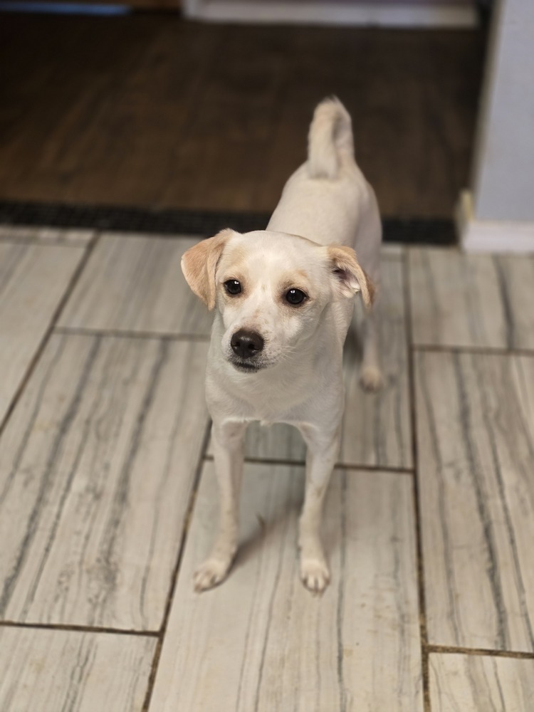 Johnny, an adoptable Chihuahua in Albuquerque, NM, 87120 | Photo Image 1
