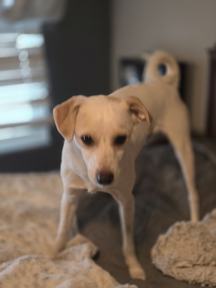 Johnny, an adoptable Chihuahua in Albuquerque, NM, 87120 | Photo Image 2