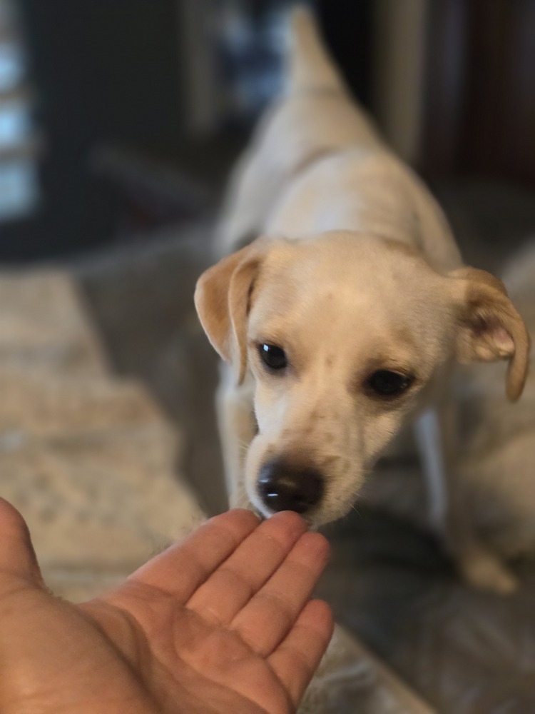 Johnny, an adoptable Chihuahua in Albuquerque, NM, 87120 | Photo Image 3