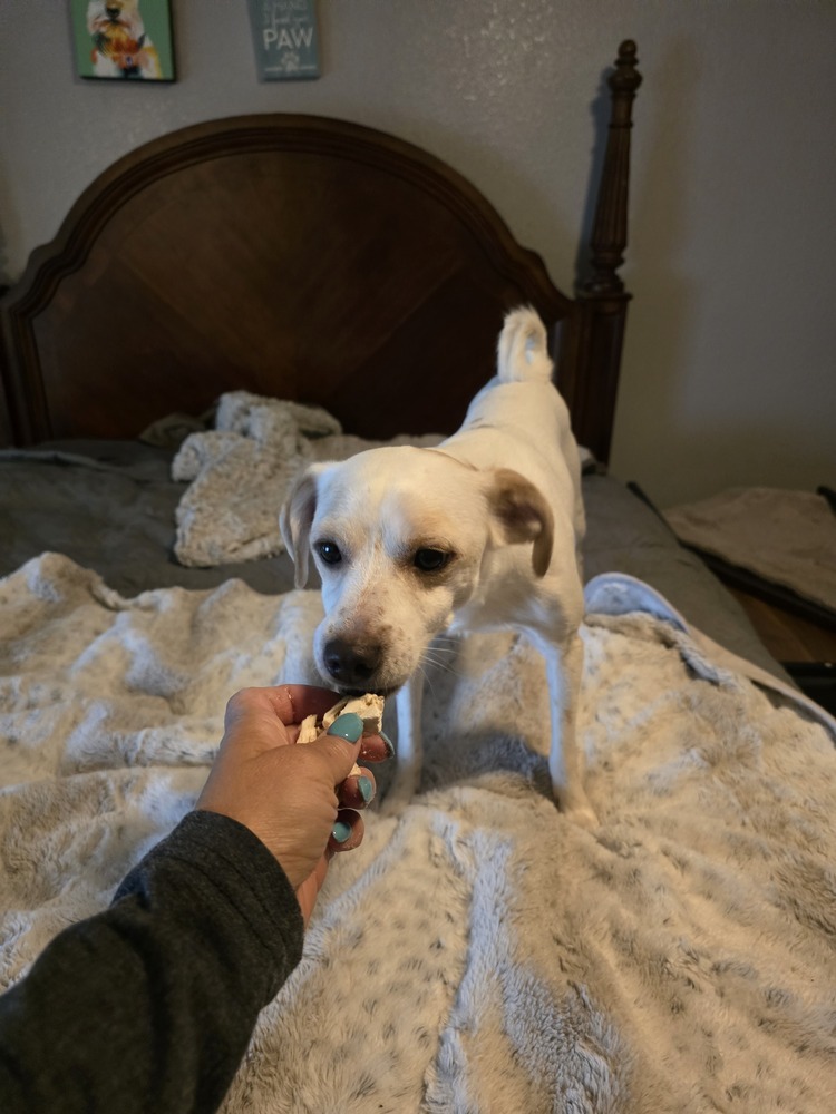 Johnny, an adoptable Chihuahua in Albuquerque, NM, 87120 | Photo Image 4