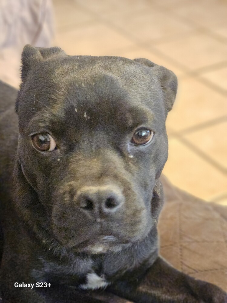 Pinto, an adoptable Pug, Boston Terrier in Albuquerque, NM, 87120 | Photo Image 1