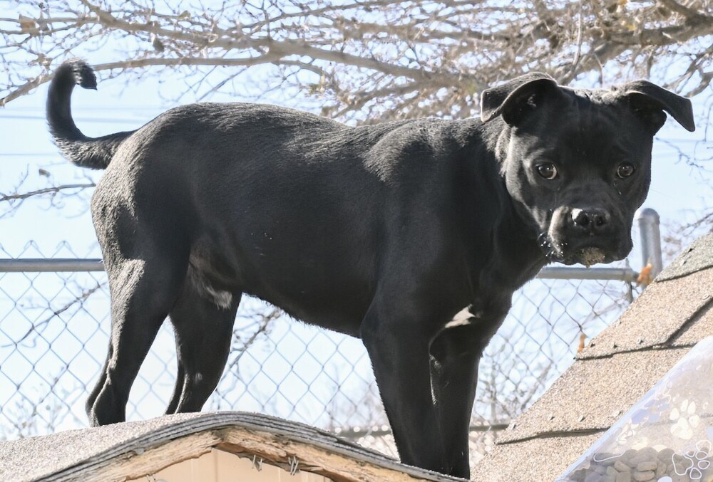 Pinto, an adoptable Pug, Boston Terrier in Albuquerque, NM, 87120 | Photo Image 2