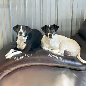 Spencer, Senior Male Pointer