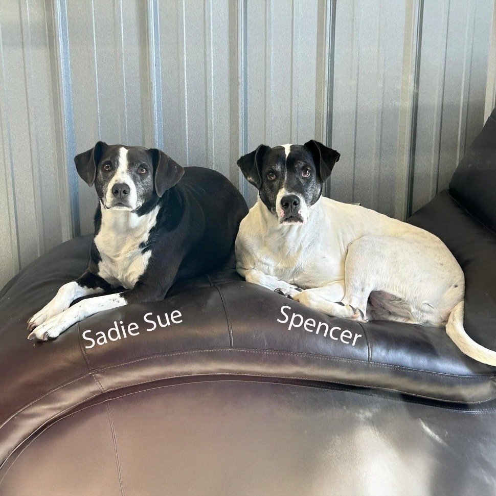Sadie Sue