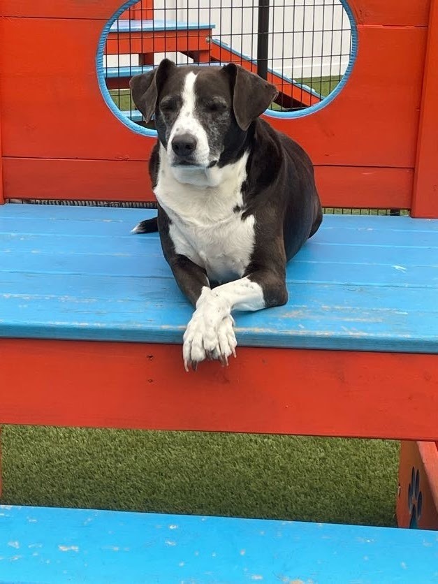 Sadie Sue