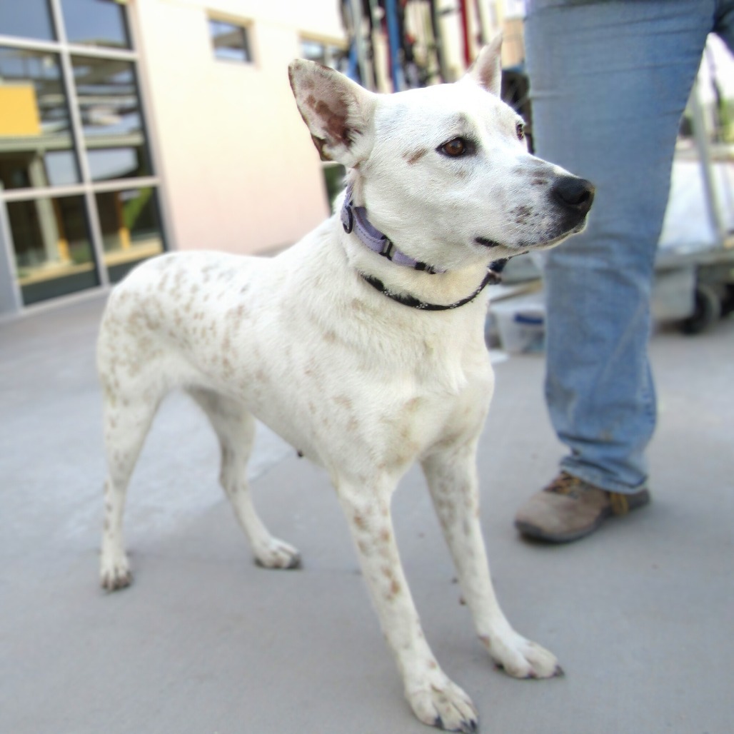 Snowflake, an adoptable Mixed Breed in Las Cruces, NM, 88012 | Photo Image 1