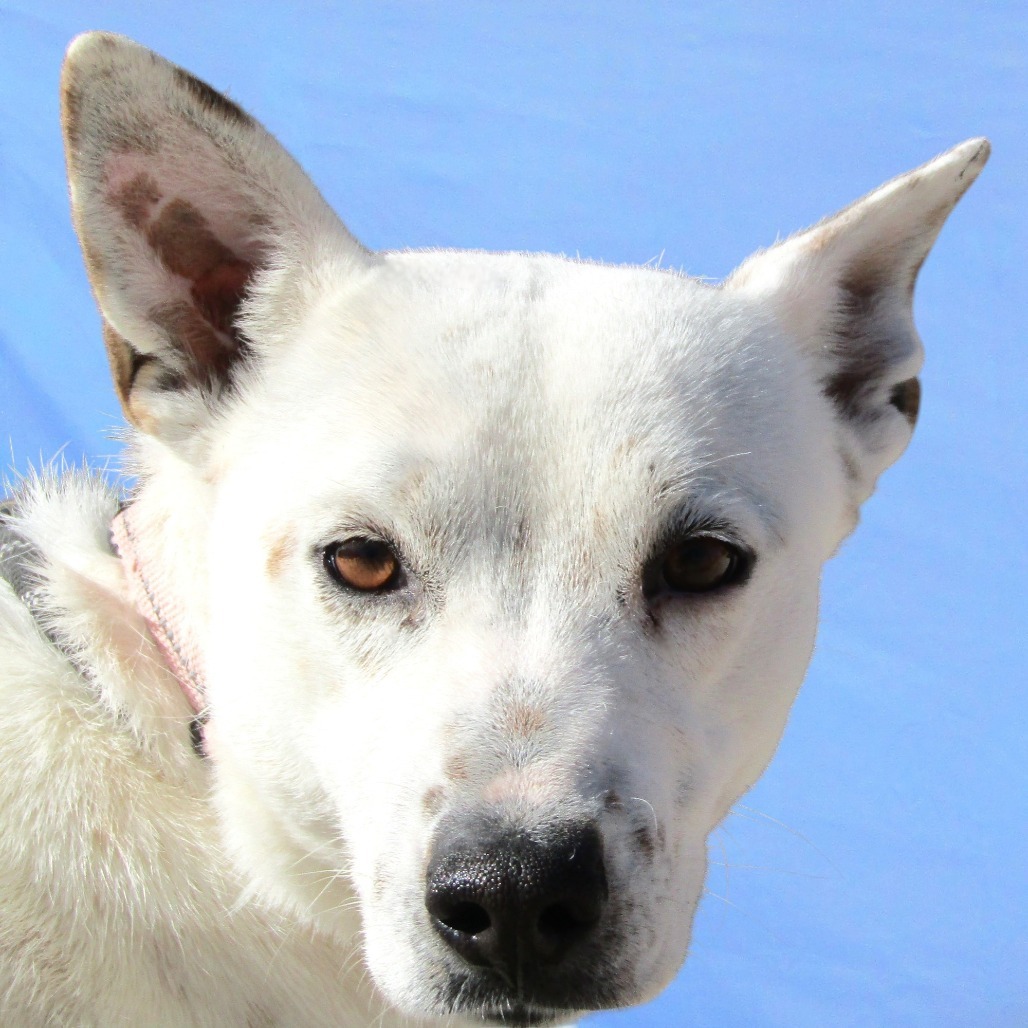 Snowflake, an adoptable Mixed Breed in Las Cruces, NM, 88012 | Photo Image 2