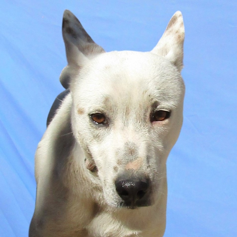 Snowflake, an adoptable Mixed Breed in Las Cruces, NM, 88012 | Photo Image 3