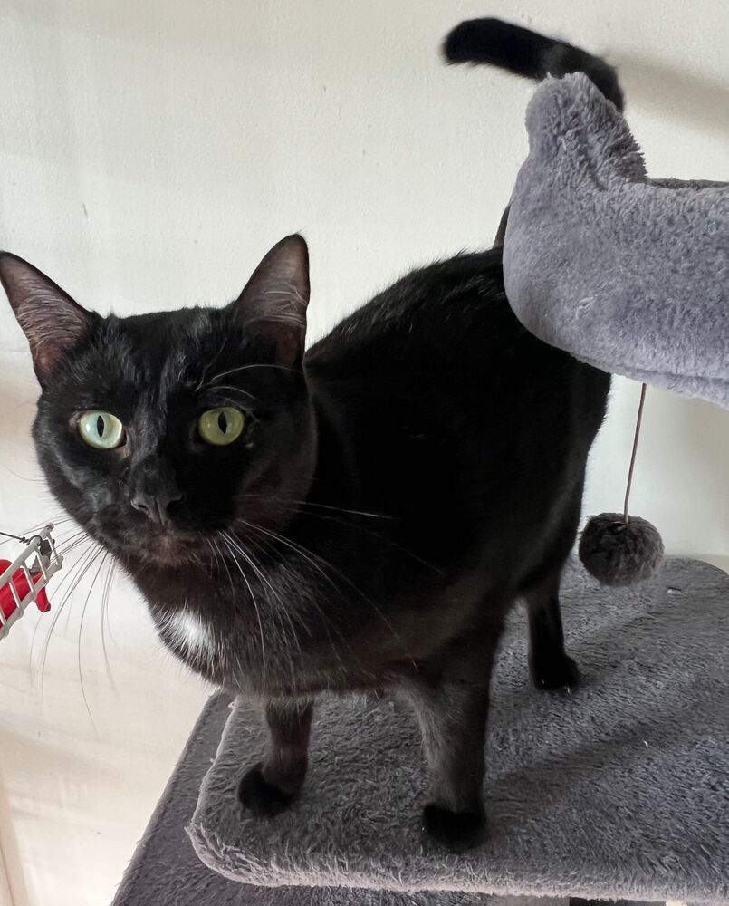 Mufasa, an adoptable Domestic Short Hair in McPherson, KS, 67460 | Photo Image 1