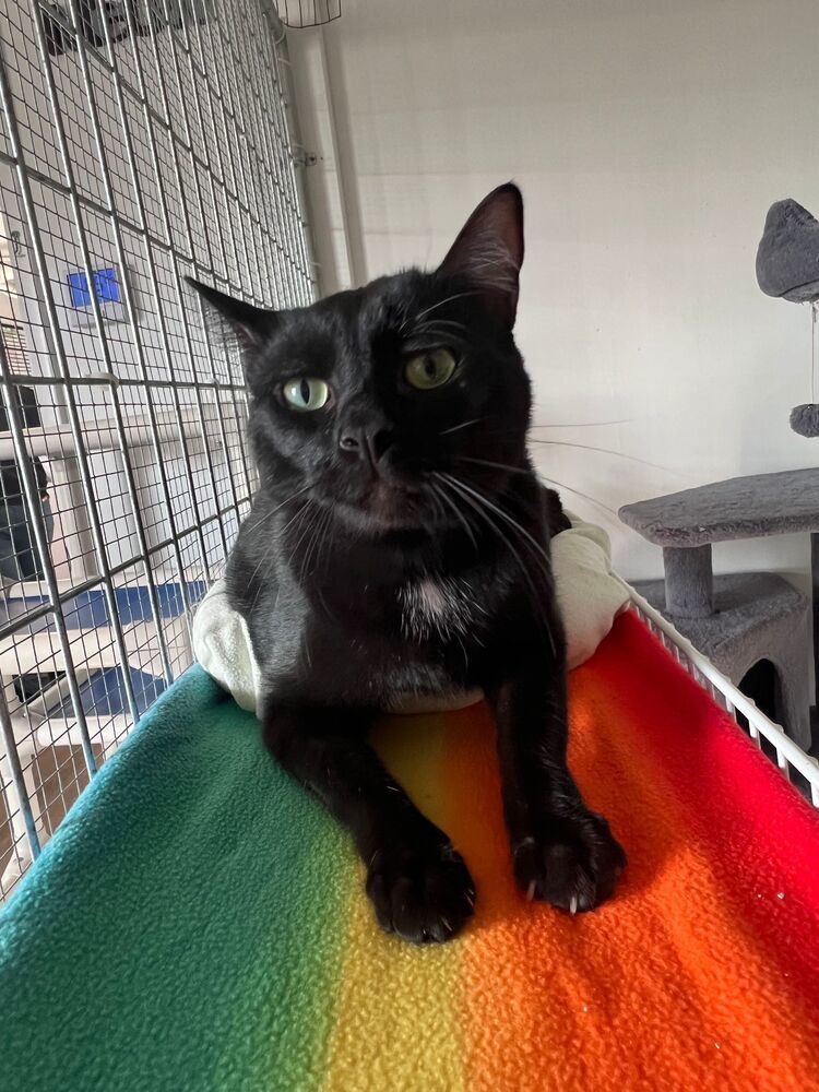 Mufasa, an adoptable Domestic Short Hair in McPherson, KS, 67460 | Photo Image 2