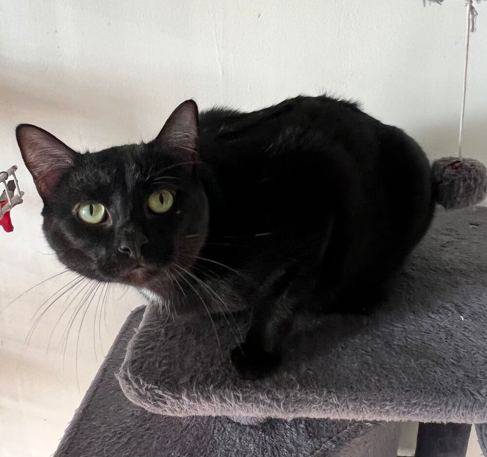 Mufasa, an adoptable Domestic Short Hair in McPherson, KS, 67460 | Photo Image 3