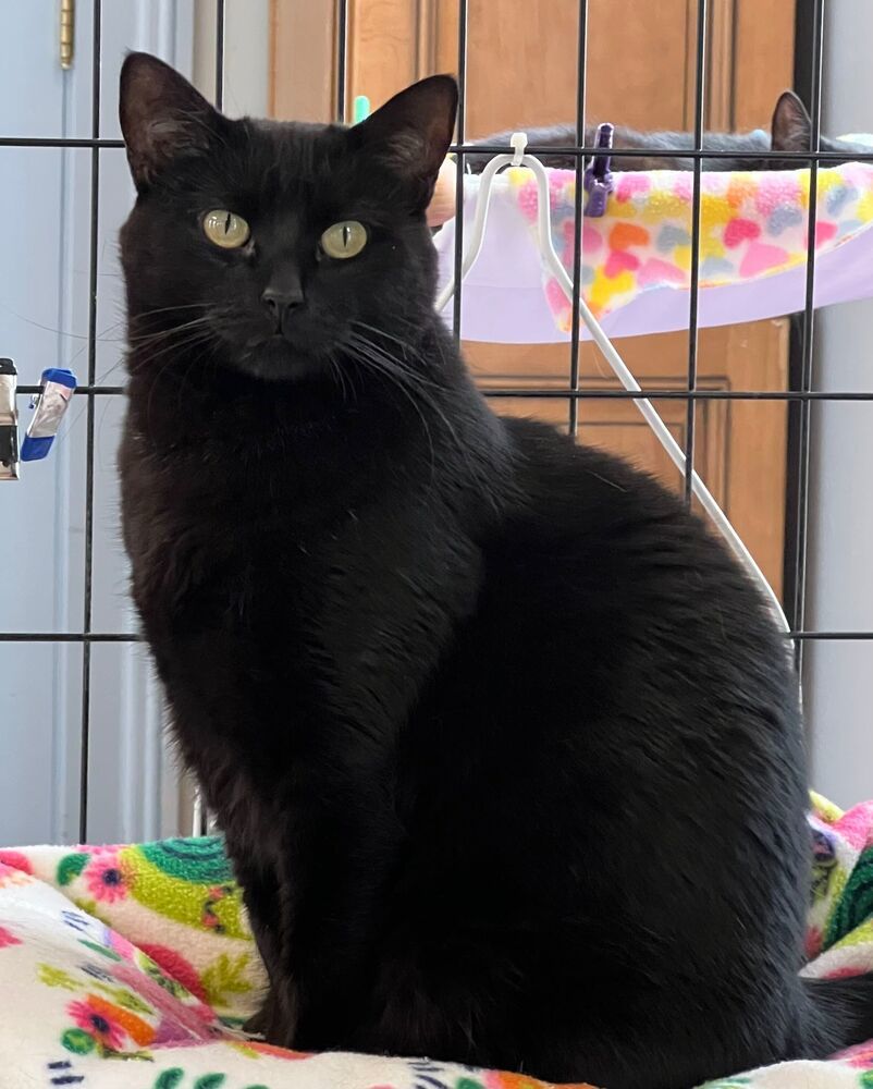 Elsie, an adoptable Domestic Short Hair in McPherson, KS, 67460 | Photo Image 1