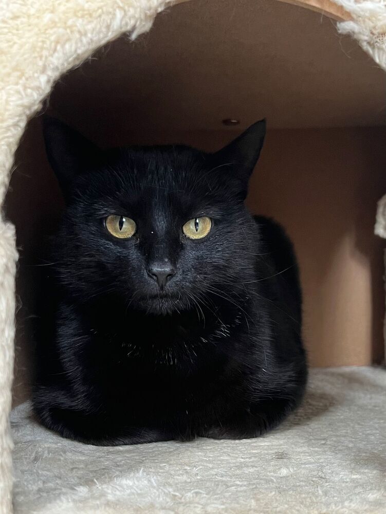 Elsie, an adoptable Domestic Short Hair in McPherson, KS, 67460 | Photo Image 2