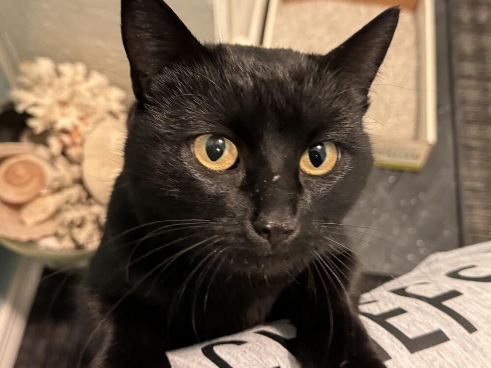Elsie, an adoptable Domestic Short Hair in McPherson, KS, 67460 | Photo Image 3