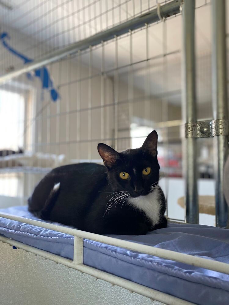 Beth, an adoptable Domestic Short Hair in McPherson, KS, 67460 | Photo Image 1