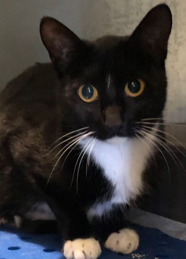 Beth, an adoptable Domestic Short Hair in McPherson, KS, 67460 | Photo Image 2