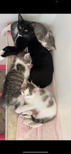 Beth, an adoptable Domestic Short Hair in McPherson, KS, 67460 | Photo Image 3