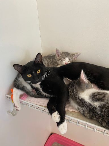 Beth, an adoptable Domestic Short Hair in McPherson, KS, 67460 | Photo Image 4