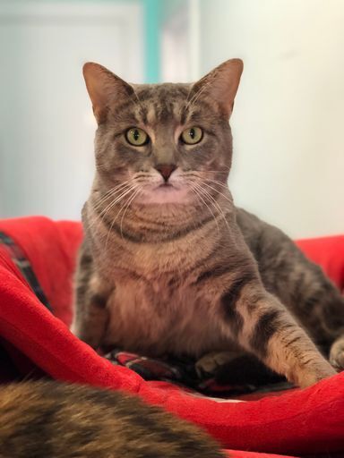 Sawyer, an adoptable Domestic Short Hair in McPherson, KS, 67460 | Photo Image 2