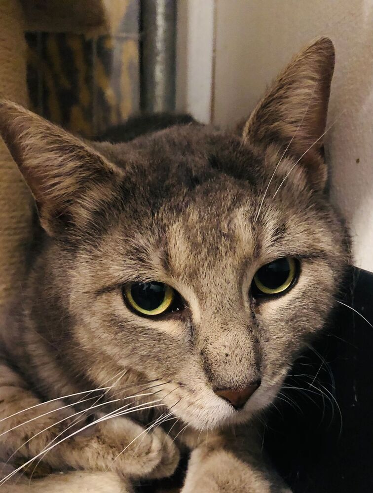 Sawyer, an adoptable Domestic Short Hair in McPherson, KS, 67460 | Photo Image 4
