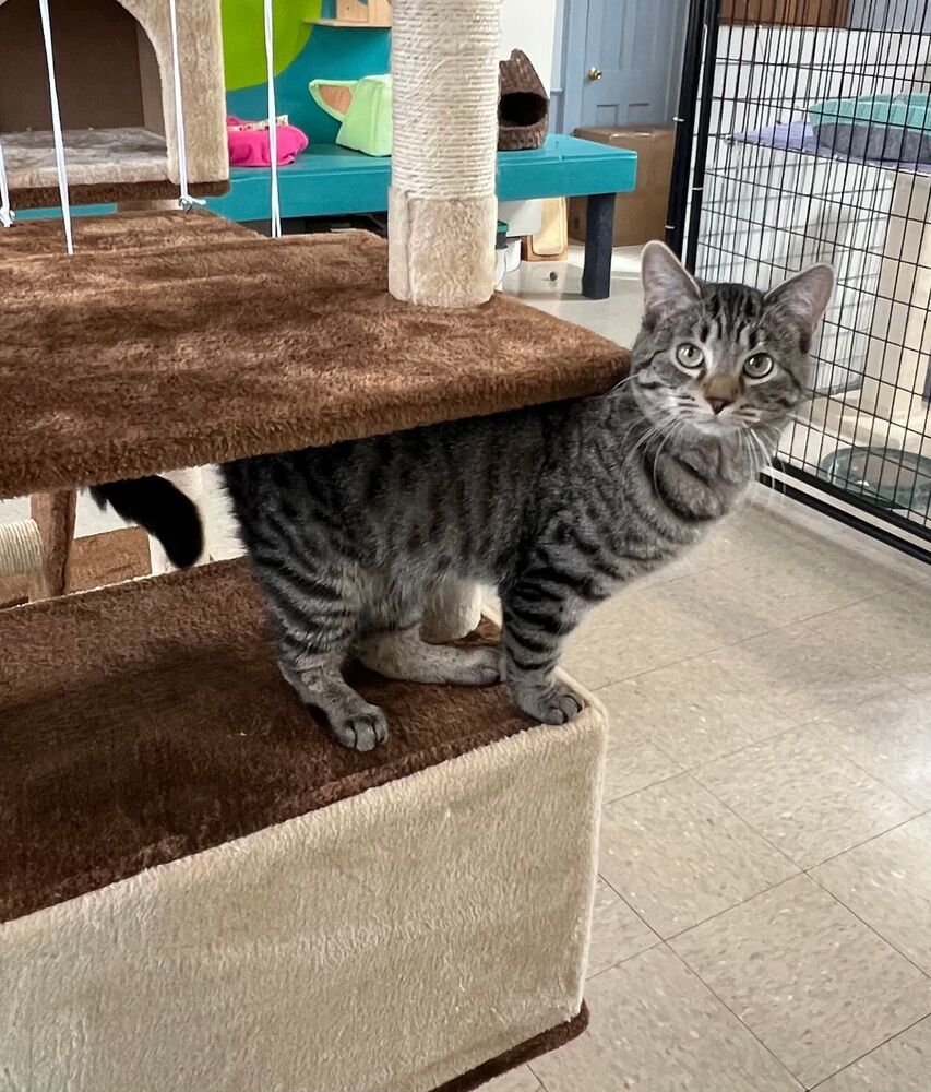 Maple, an adoptable Domestic Short Hair in McPherson, KS, 67460 | Photo Image 1