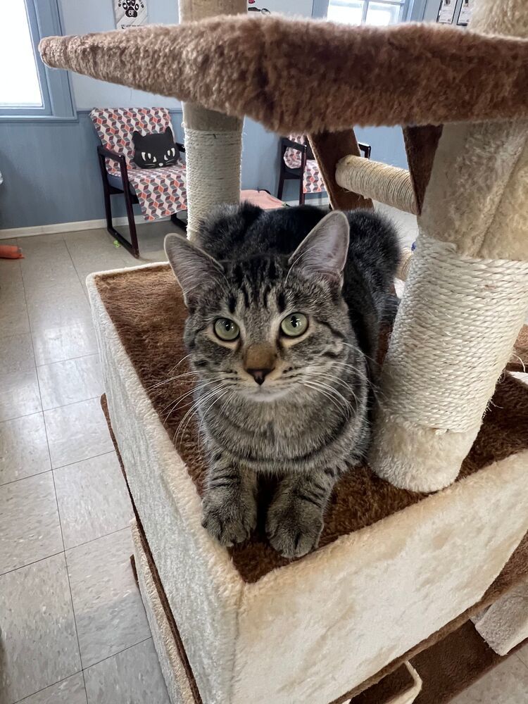 Maple, an adoptable Domestic Short Hair in McPherson, KS, 67460 | Photo Image 2