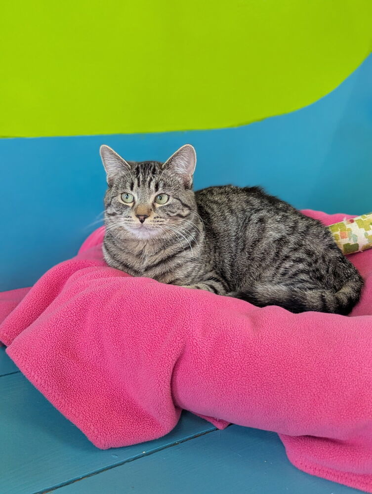 Maple, an adoptable Domestic Short Hair in McPherson, KS, 67460 | Photo Image 3