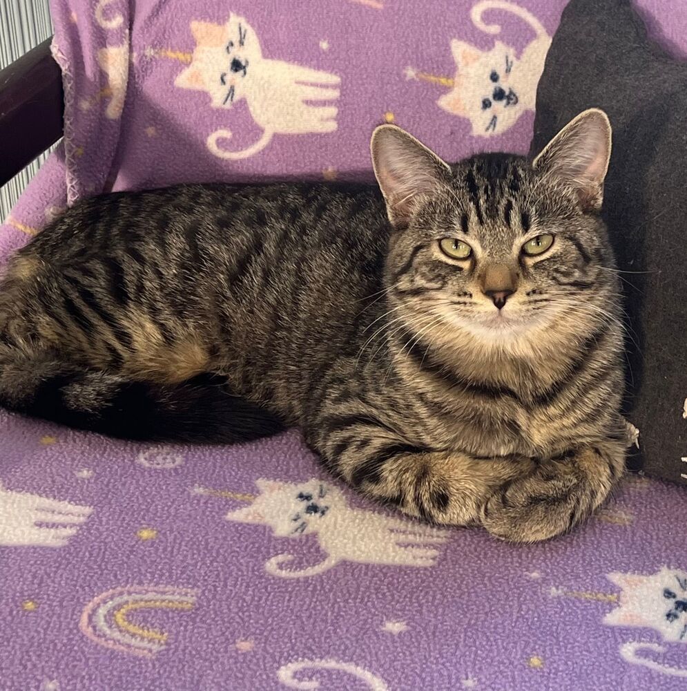 Maple, an adoptable Domestic Short Hair in McPherson, KS, 67460 | Photo Image 4