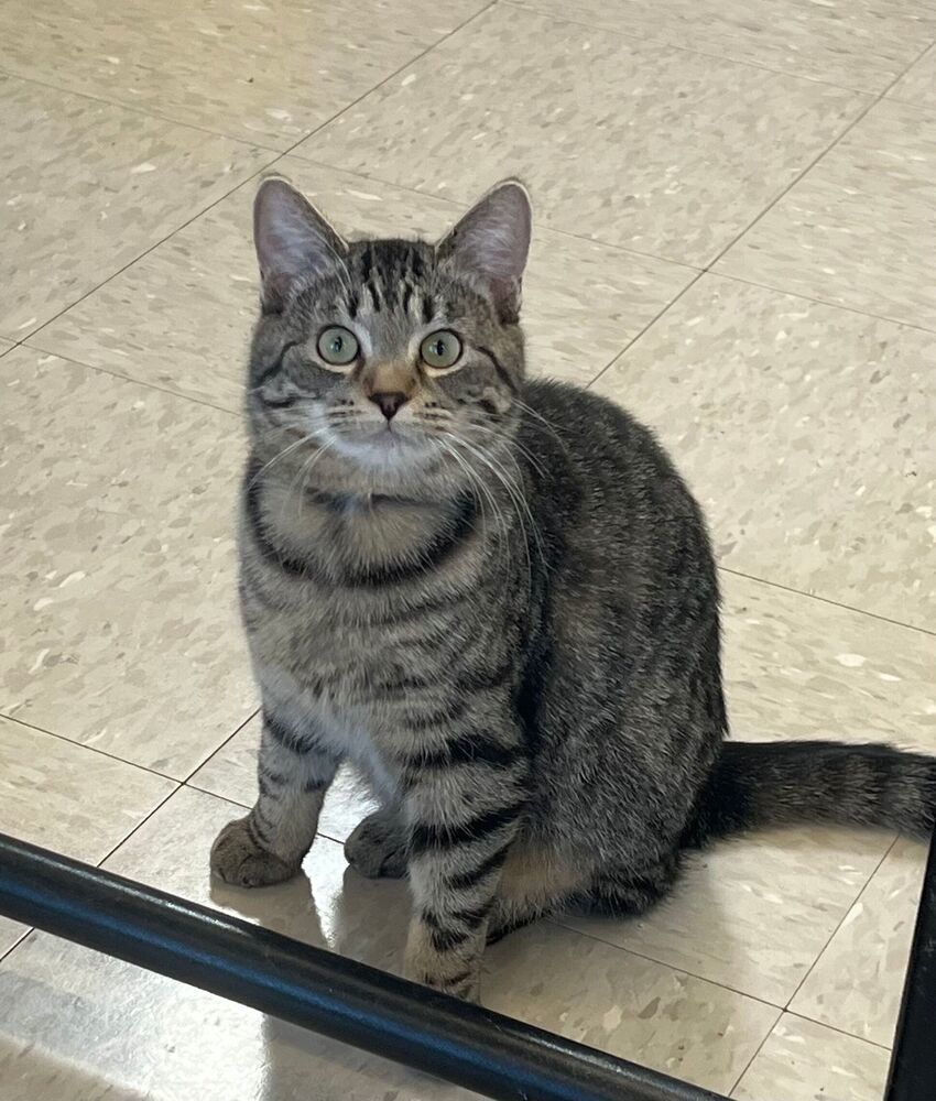 Maple, an adoptable Domestic Short Hair in McPherson, KS, 67460 | Photo Image 5