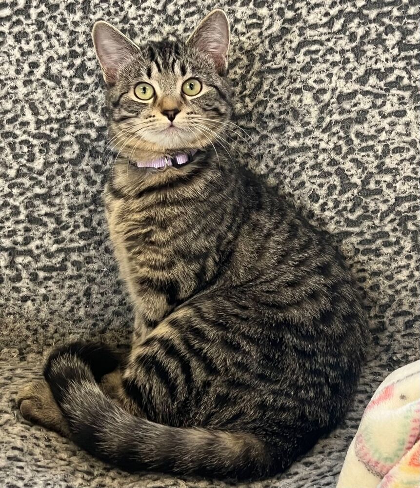 Maple, an adoptable Domestic Short Hair in McPherson, KS, 67460 | Photo Image 6