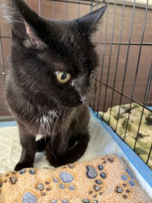 Katniss, Young Female Domestic Short Hair