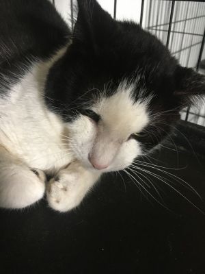 Luke, Baby Male Domestic Short Hair
